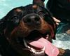 pet friendly day care in honolulu, oahu, hawaii doggy daycare